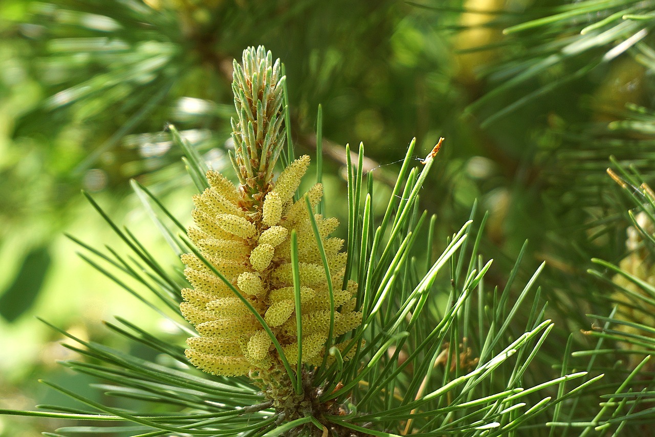 Easy Pine Cone Crafts for Kids